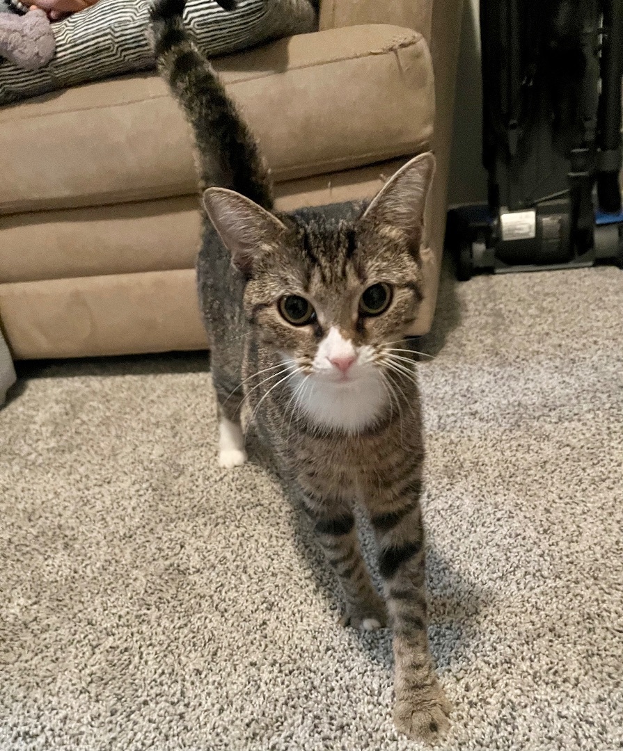 Camelia, a Adopted Domestic Short Hair in Springfield, PA image 2/3