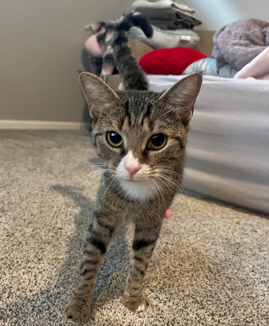 Camelia, a Adopted Domestic Short Hair in Springfield, PA image 3/3