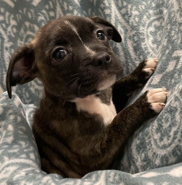 Diego - Bonded W/ Ricky, a Adoptable mixed breed in Silverdale, WA image 2/6