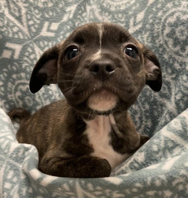 Diego - Bonded W/ Ricky, a Adoptable mixed breed in Silverdale, WA image 5/6