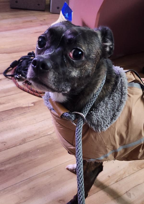 Diego - Bonded W/ Ricky, a Adoptable mixed breed in Silverdale, WA image 6/6