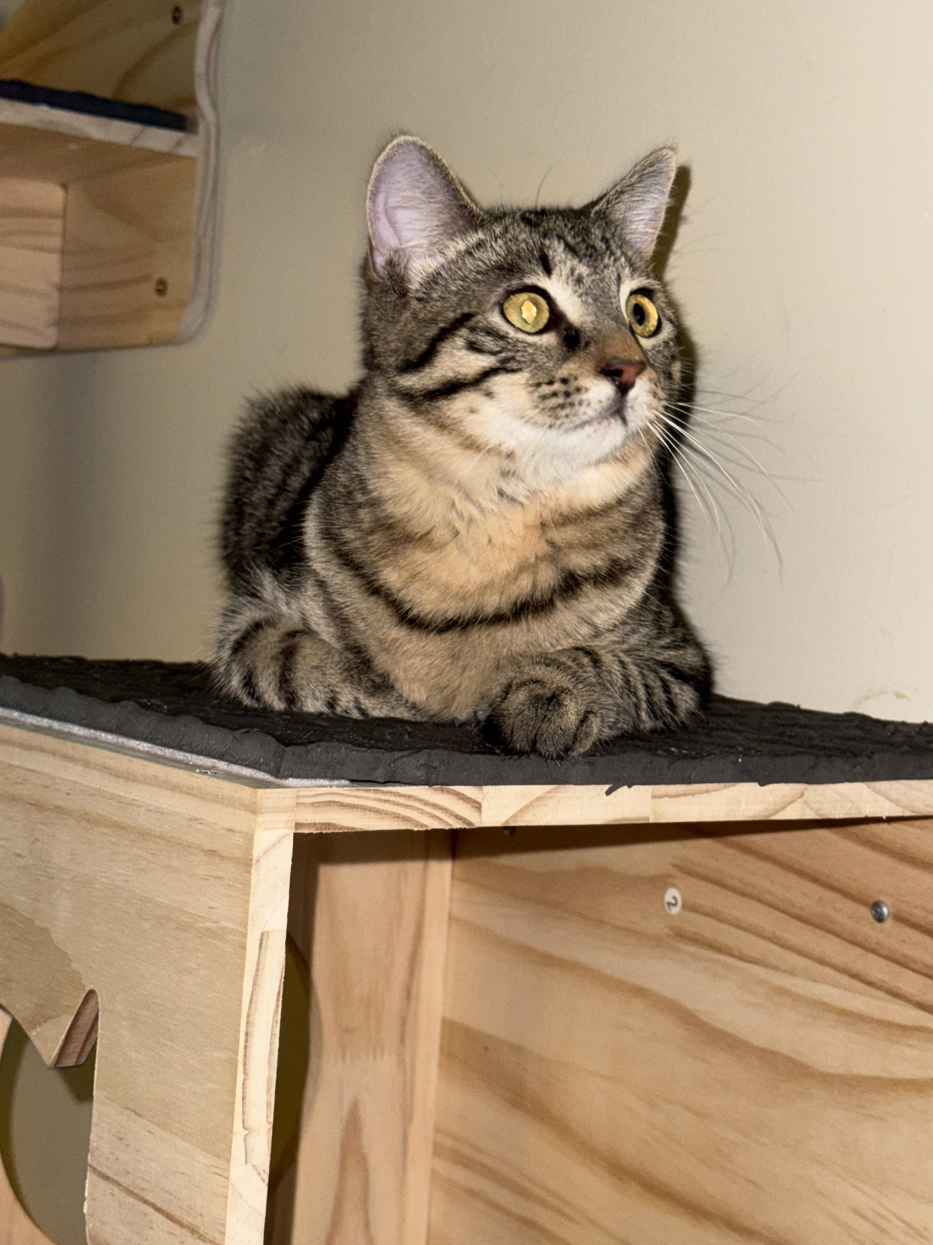 Sursey, Adoptable, Young Female Domestic Short Hair.