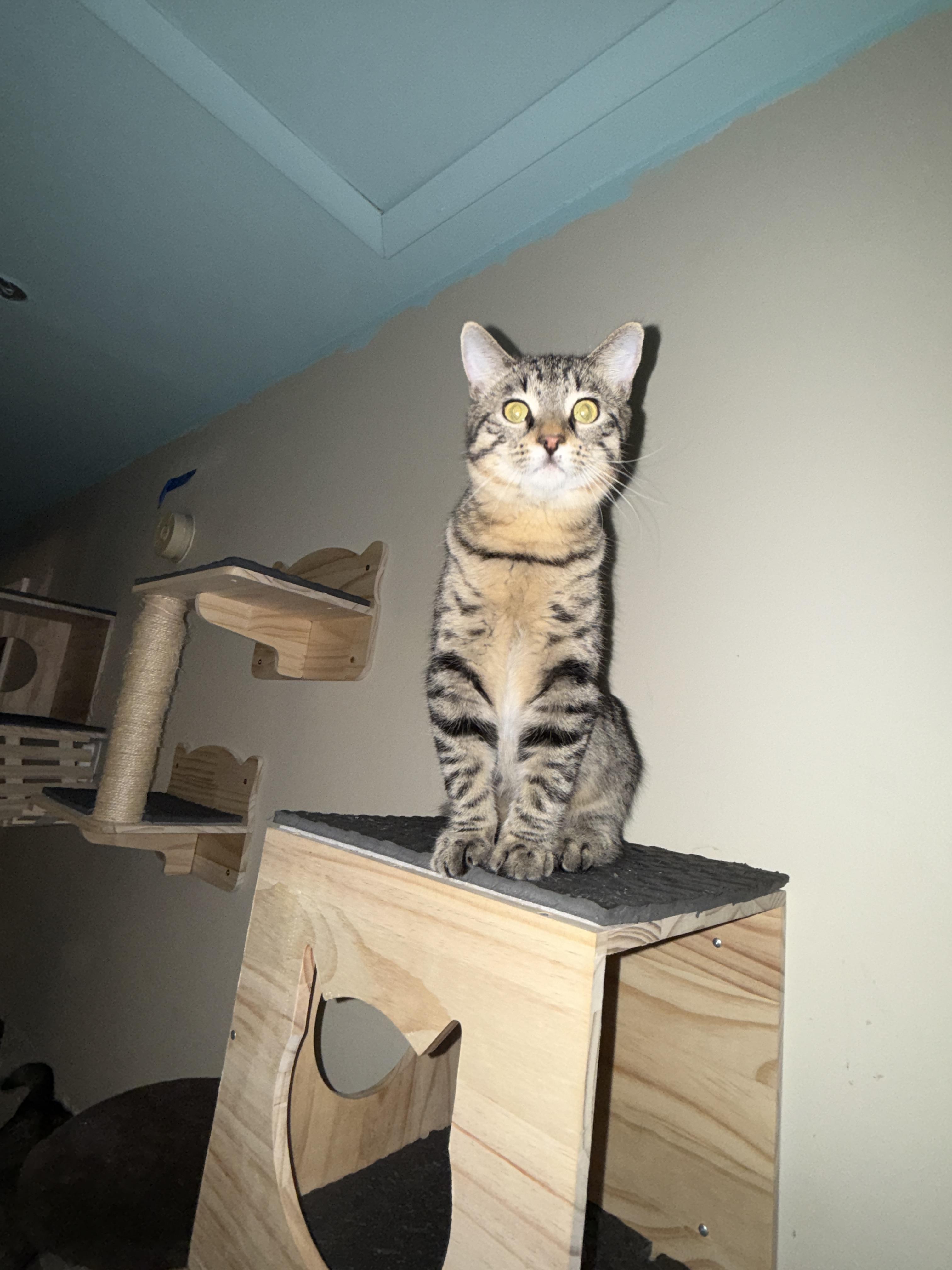 Sursey, a Adoptable Domestic Short Hair in Irmo, SC image 4/6