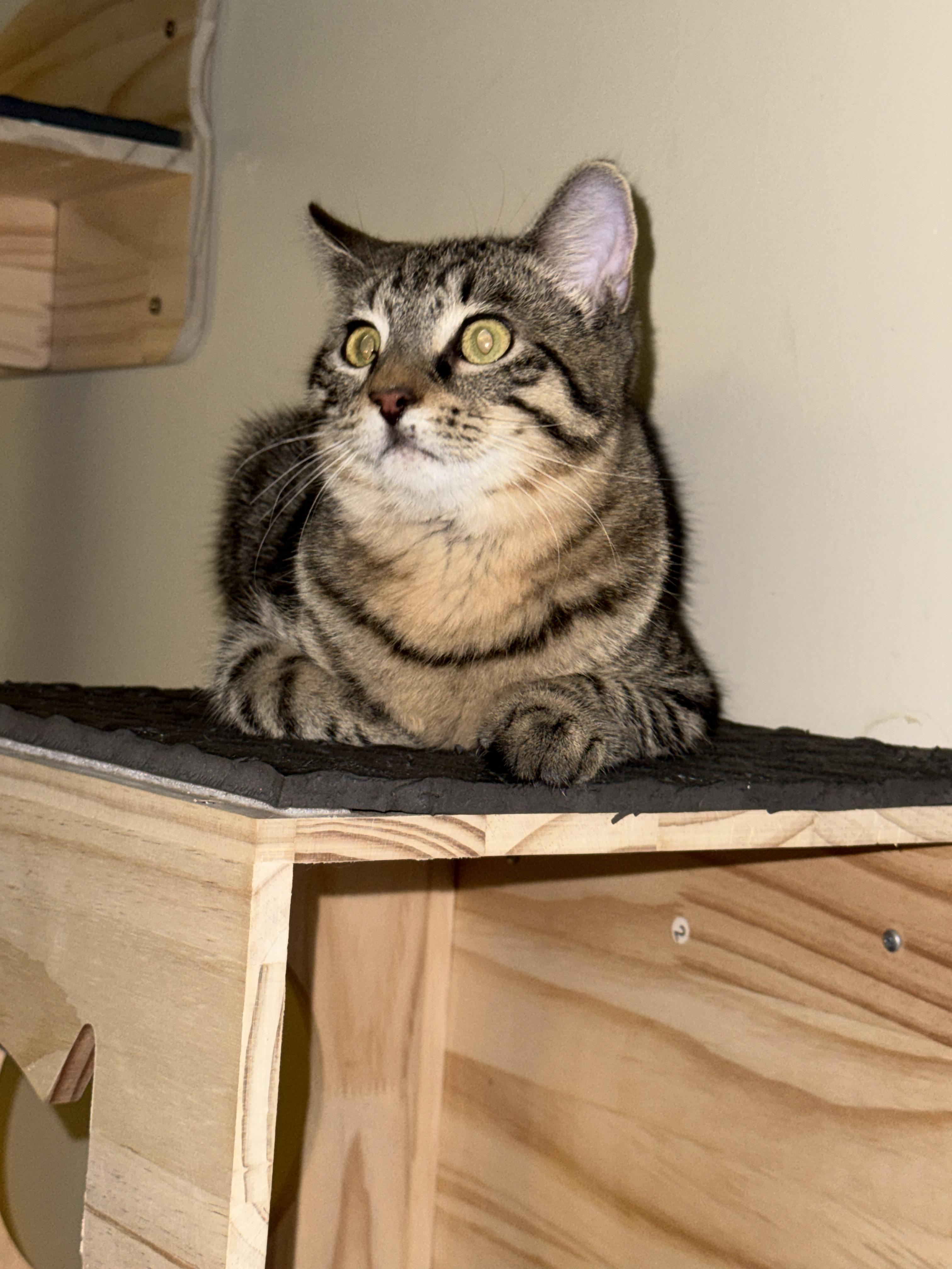 Sursey, a Adoptable Domestic Short Hair in Irmo, SC image 6/6