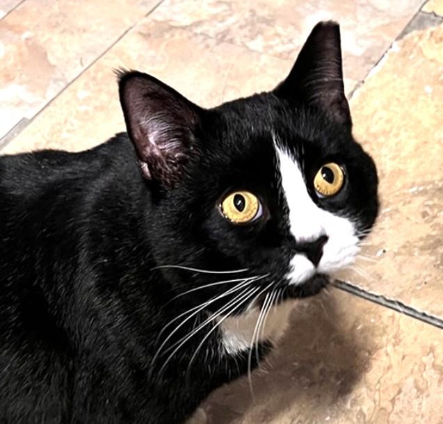 Henry, Adoptable, Young Male Domestic Short Hair.