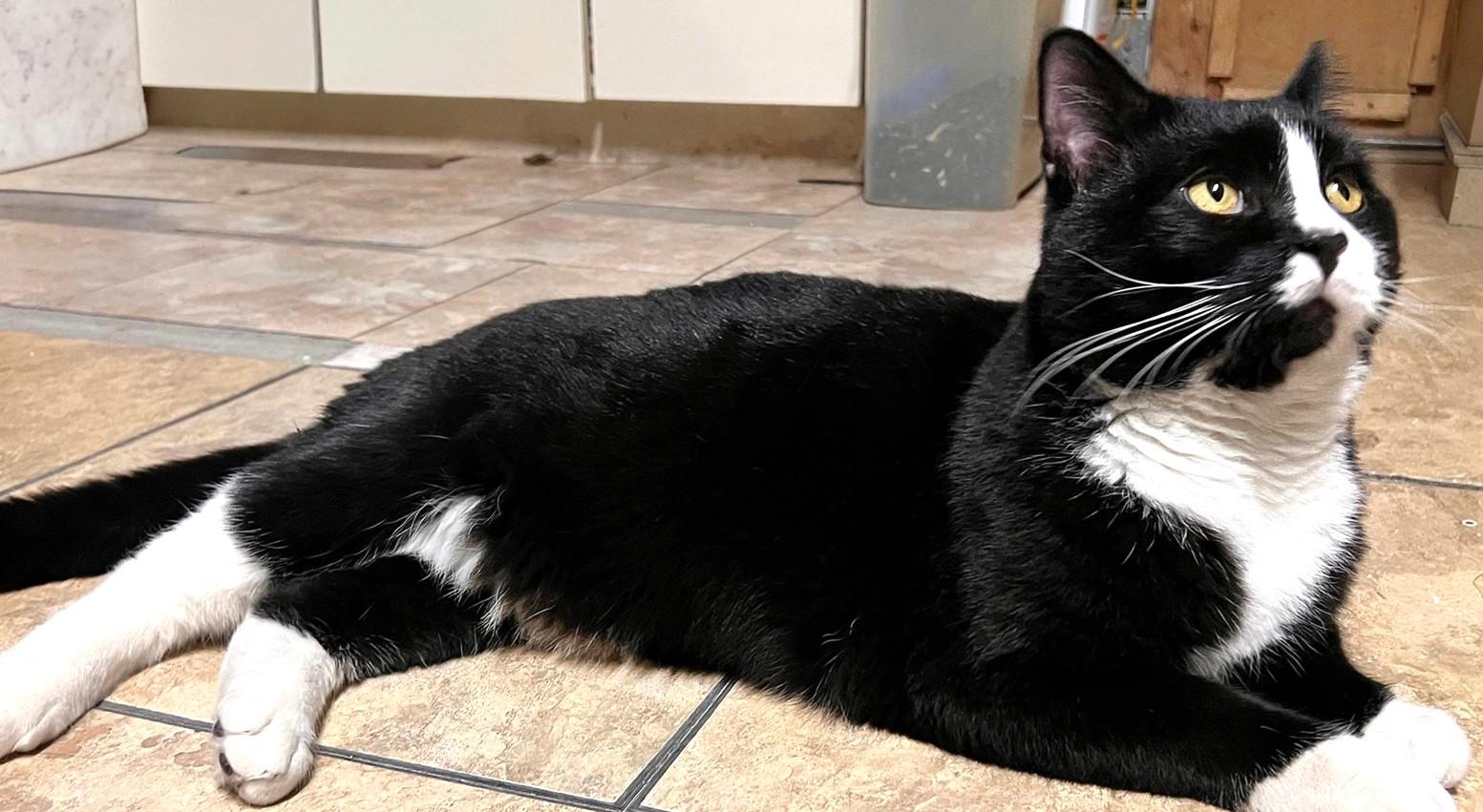 Henry, a Adoptable Domestic Short Hair in Great Neck, NY image 2/4