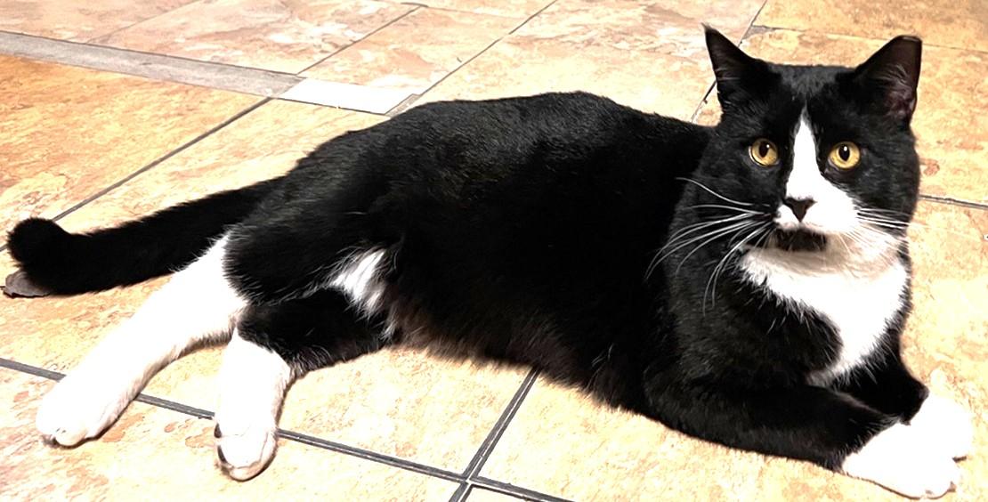 Henry, a Adoptable Domestic Short Hair in Great Neck, NY image 3/4