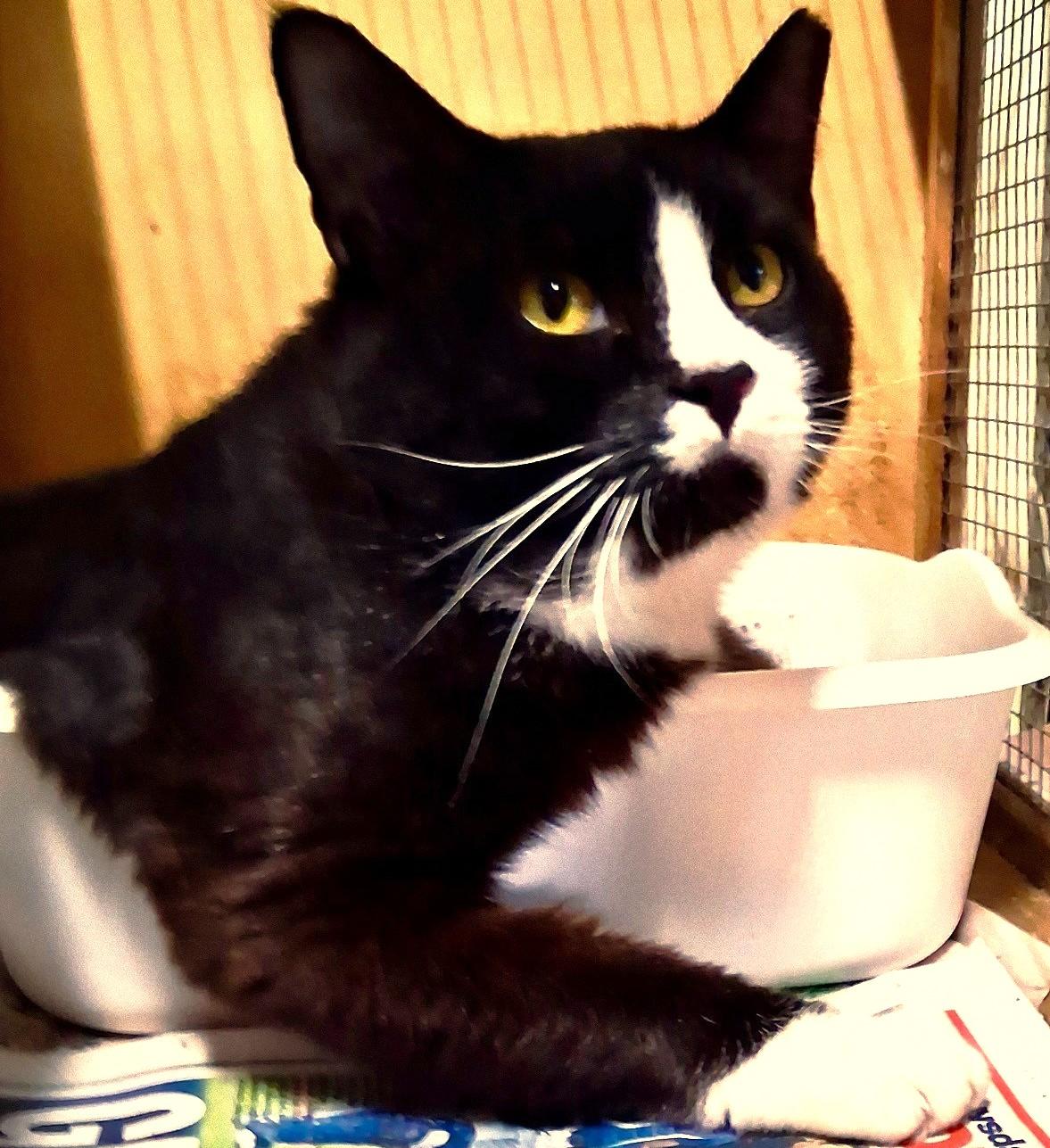 Henry, a Adoptable Domestic Short Hair in Great Neck, NY image 4/4