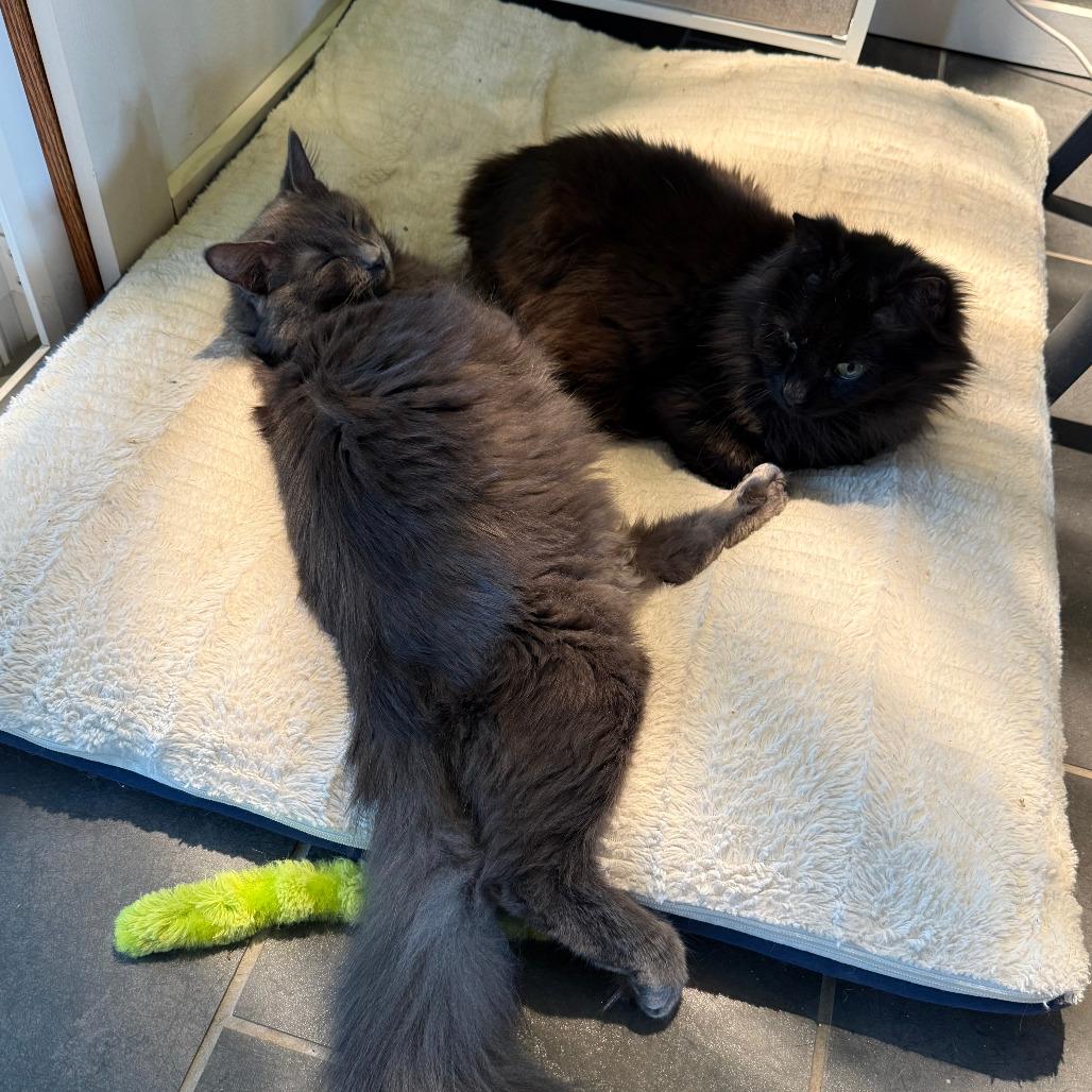 Stede Bonnet, a Adoptable Domestic Medium Hair in Middleton, WI image 1/5