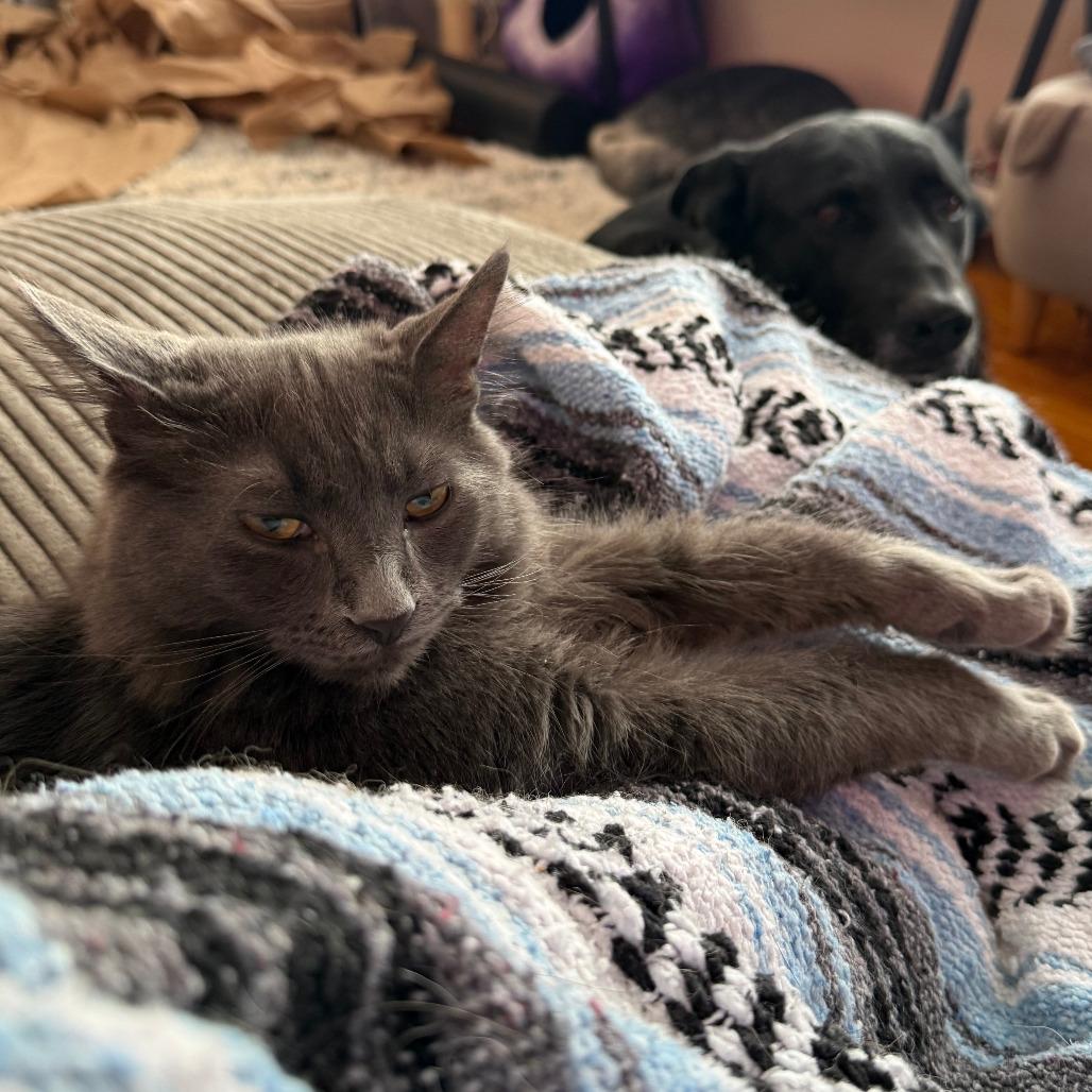 Stede Bonnet, a Adoptable Domestic Medium Hair in Middleton, WI image 2/5