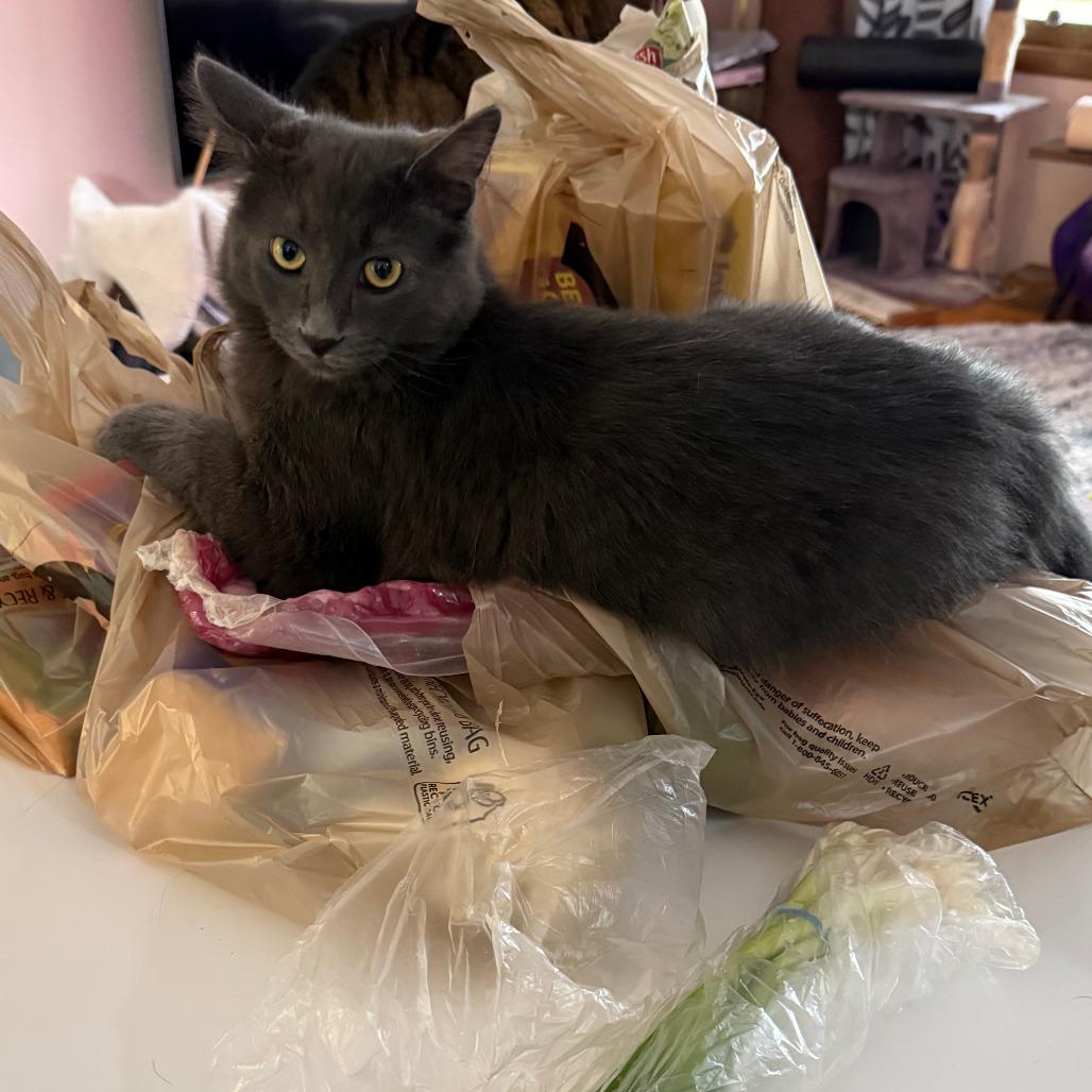 Stede Bonnet, a Adoptable Domestic Medium Hair in Middleton, WI image 3/5