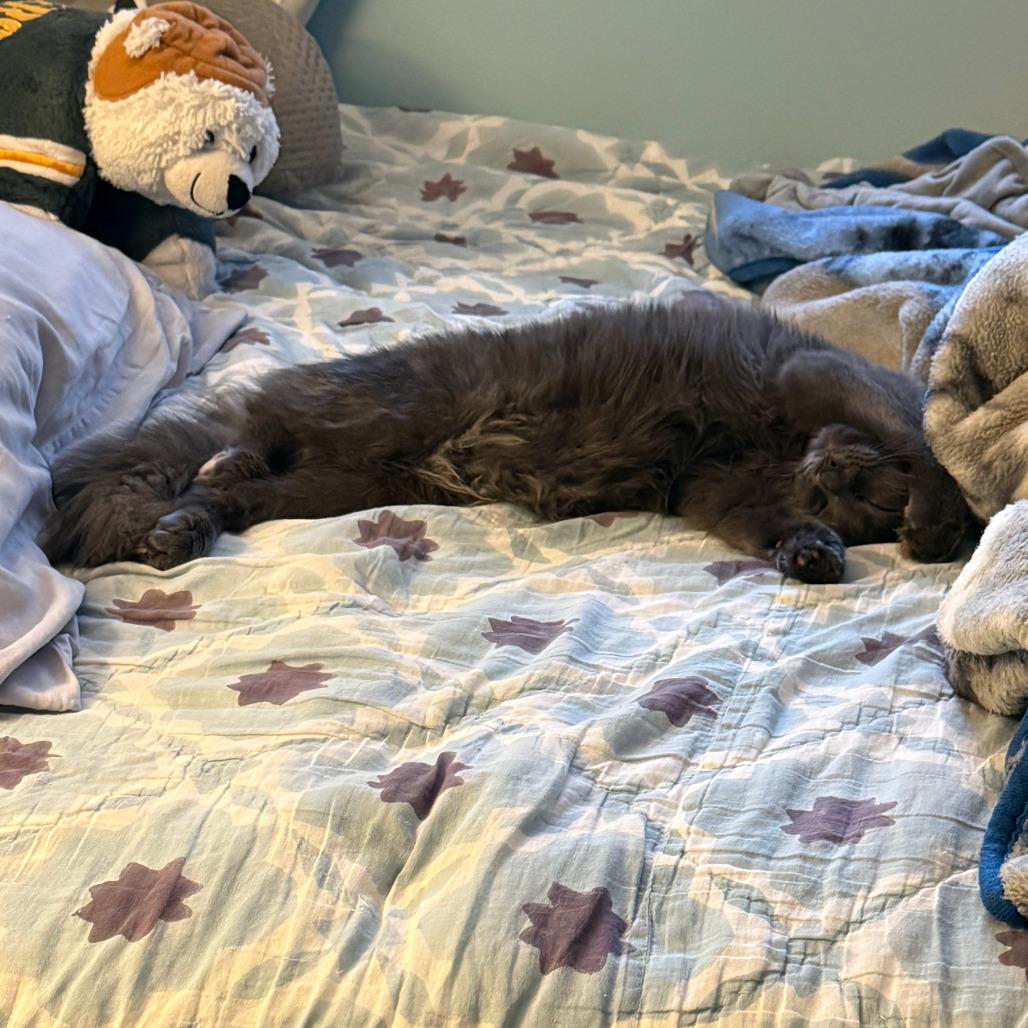 Stede Bonnet, a Adoptable Domestic Medium Hair in Middleton, WI image 4/5