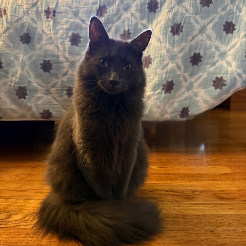 Stede Bonnet, a Adoptable Domestic Medium Hair in Middleton, WI image 5/5