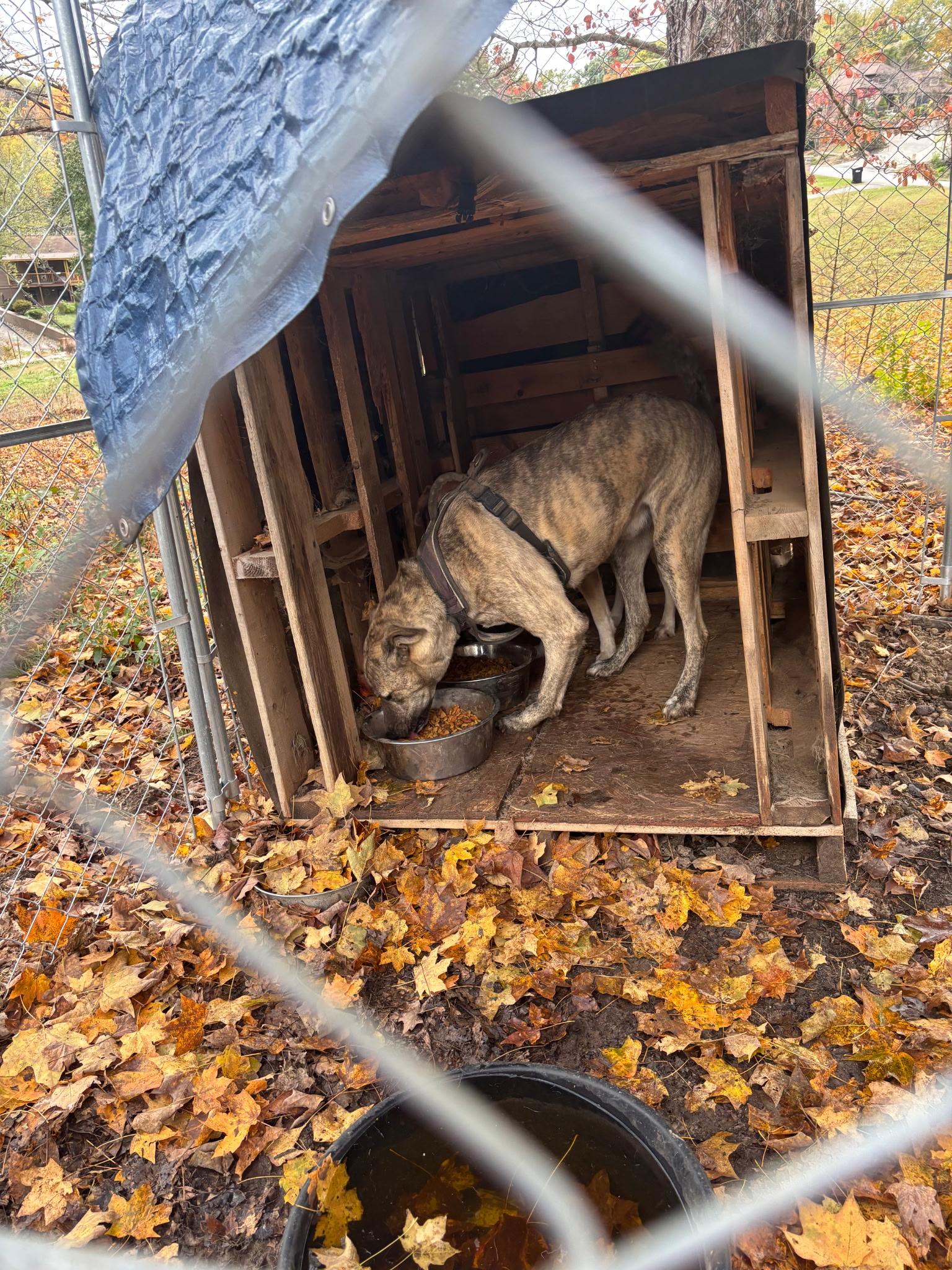 Fenrir, a Adoptable mixed breed in Maryville, TN image 1/2