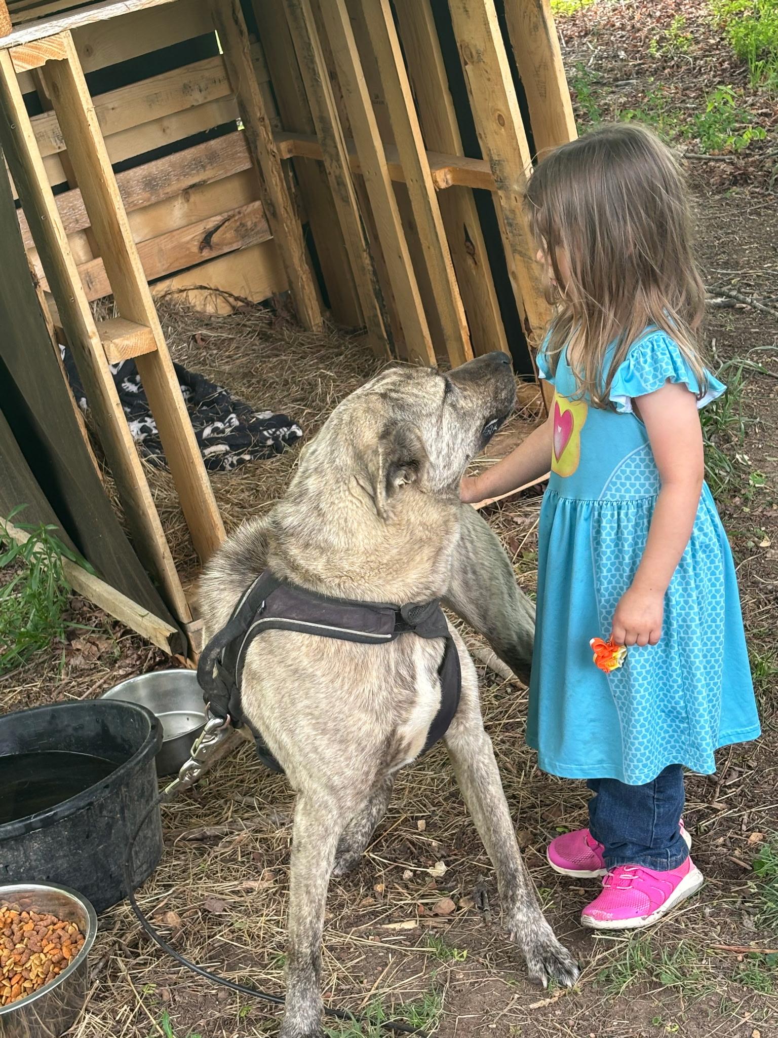 Fenrir, a Adoptable mixed breed in Maryville, TN image 2/2