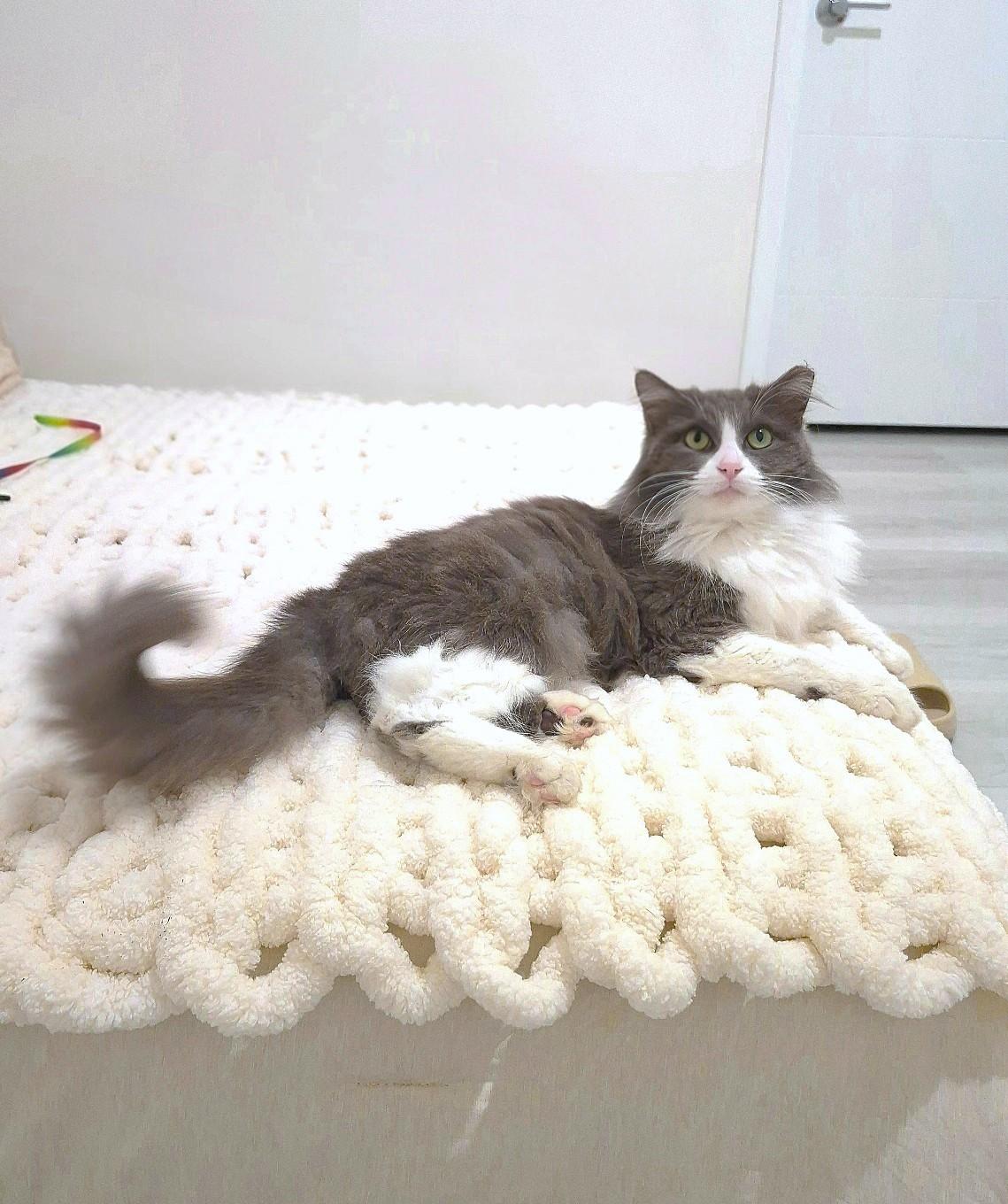 Enlarge Holly, an adopted Domestic Long Hair in Orange, CA image 1/6