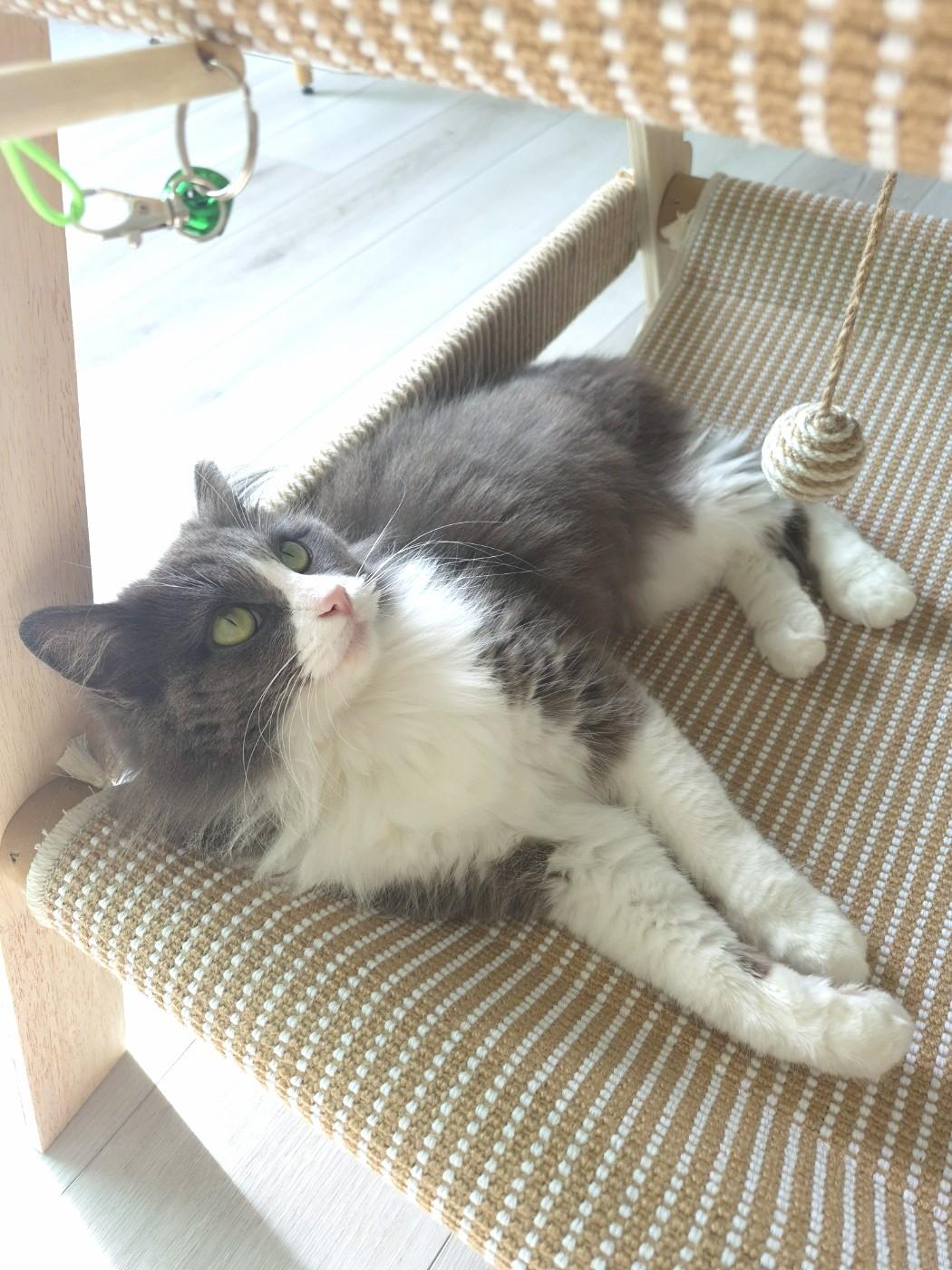 Enlarge Holly, an adopted Domestic Long Hair in Orange, CA image 2/6