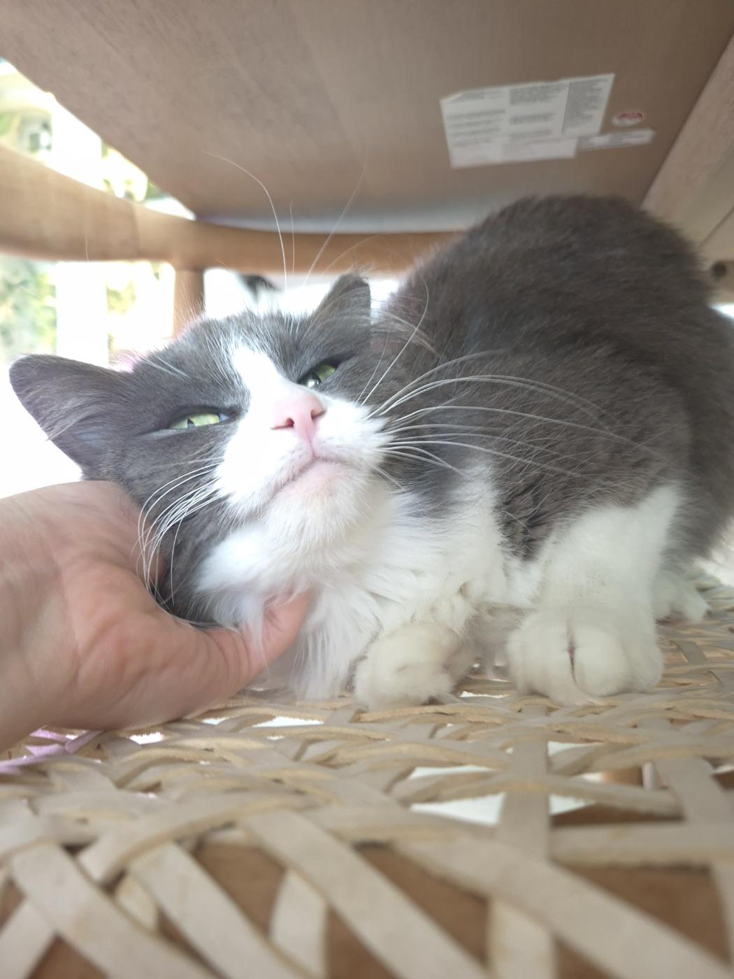 Enlarge Holly, an adopted Domestic Long Hair in Orange, CA image 5/6