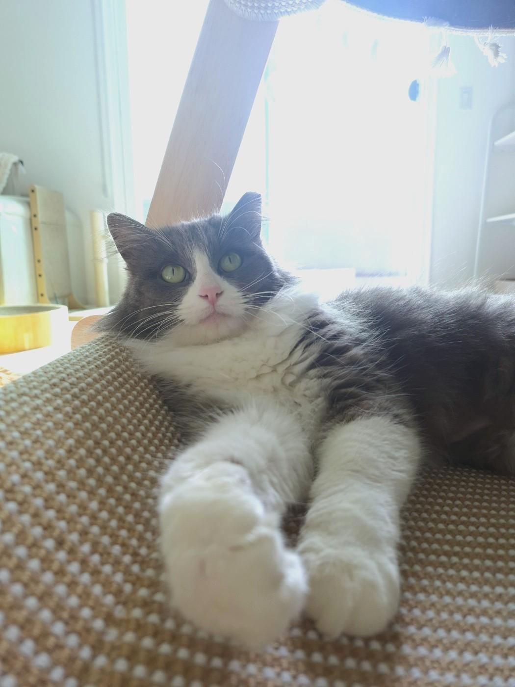 Enlarge Holly, an adopted Domestic Long Hair in Orange, CA image 4/6