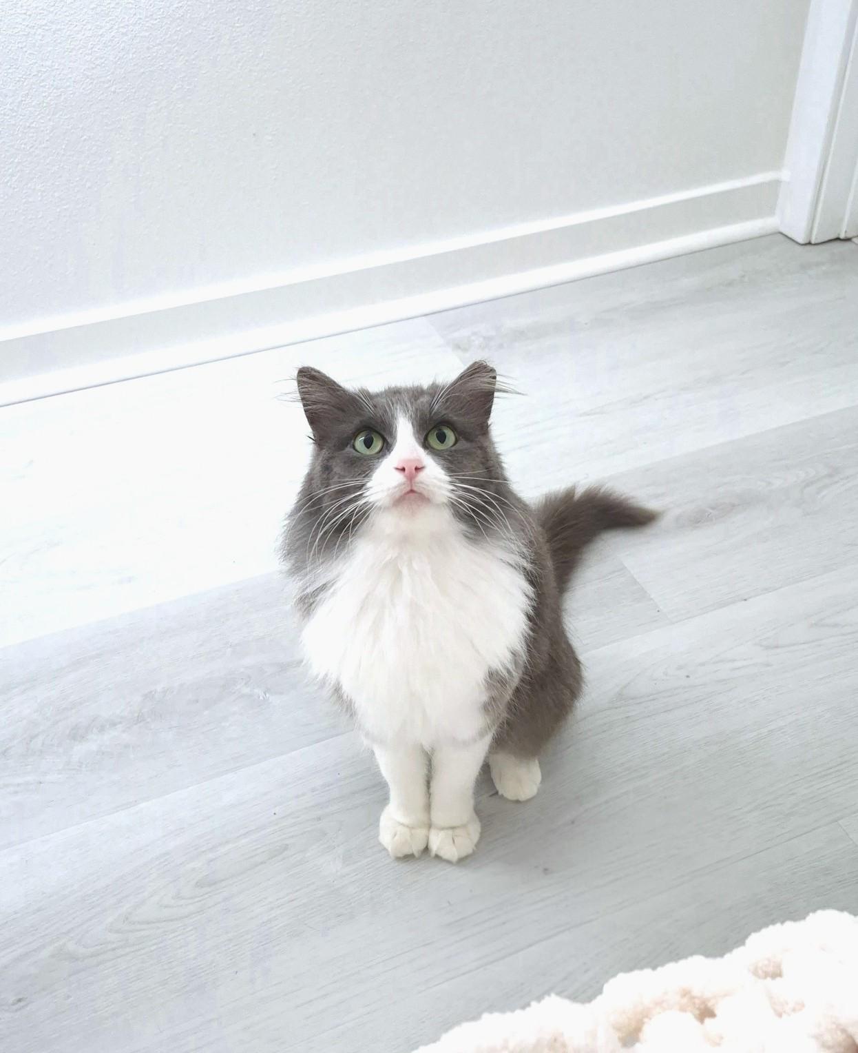 Enlarge Holly, an adopted Domestic Long Hair in Orange, CA image 3/6