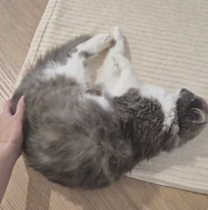 Enlarge Holly, an adopted Domestic Long Hair in Orange, CA video 6/6