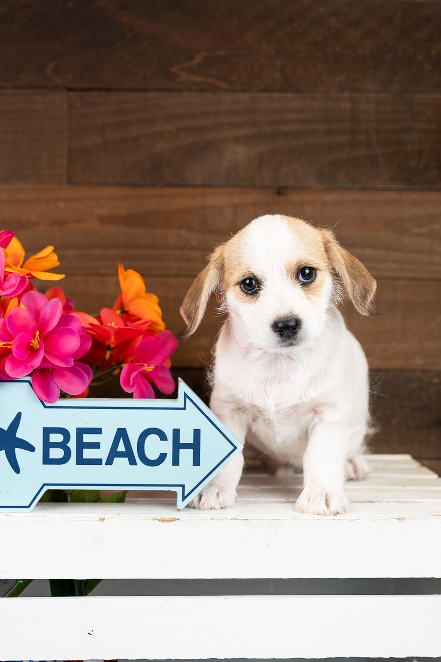 562-26, adopted, Puppy Female Chihuahua.