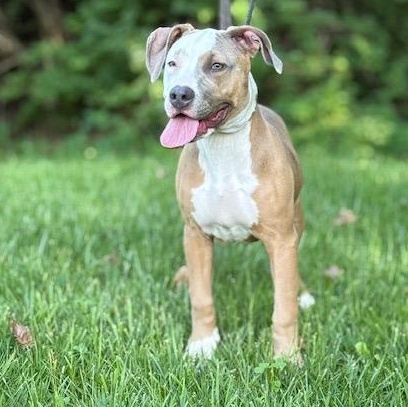 PEACH, a ADOPTABLE mixed breed in Wilmington, OH image 3/4