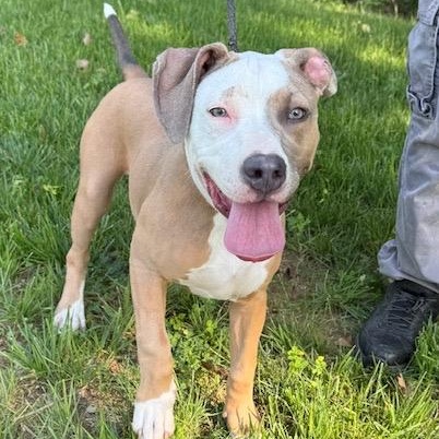 PEACH, ADOPTABLE, Puppy Female Pit Bull Terrier & Boxer.