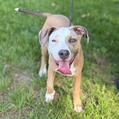 PEACH, a ADOPTABLE mixed breed in Wilmington, OH image 2/4