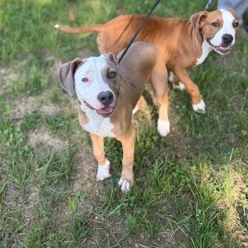 PEACH, a ADOPTABLE mixed breed in Wilmington, OH image 4/4