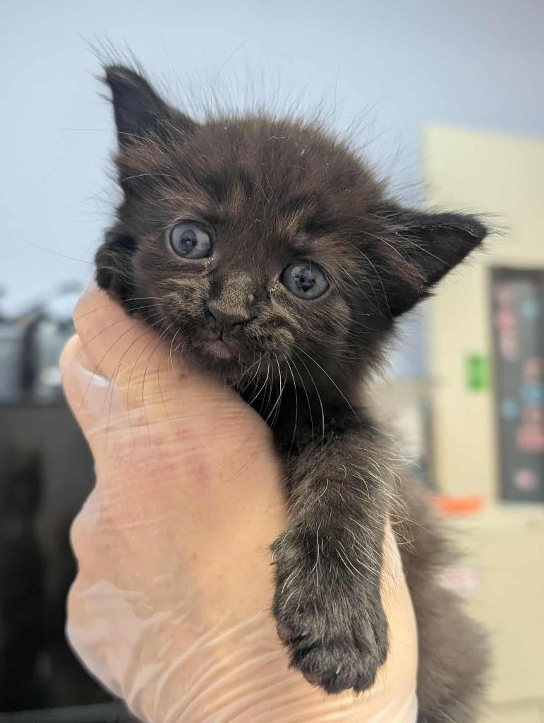 Jinu, a Adoptable mixed breed in New Braunfels, TX image 1/6