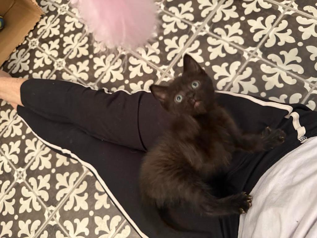 Jinu, a Adoptable mixed breed in New Braunfels, TX image 2/6