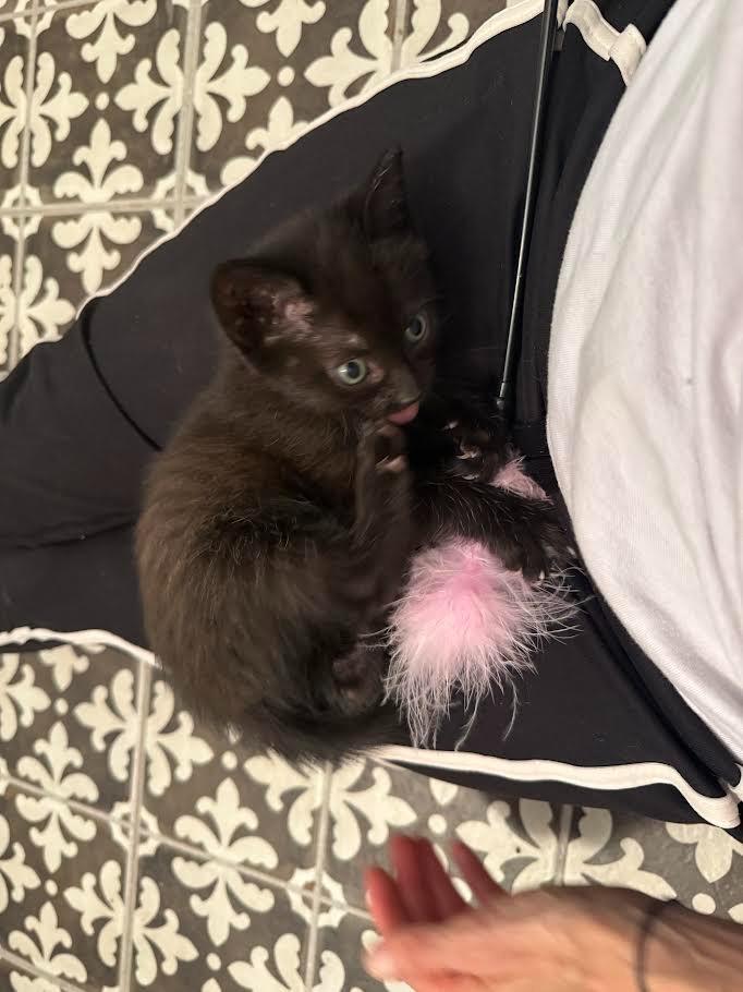 Jinu, a Adoptable mixed breed in New Braunfels, TX image 3/6