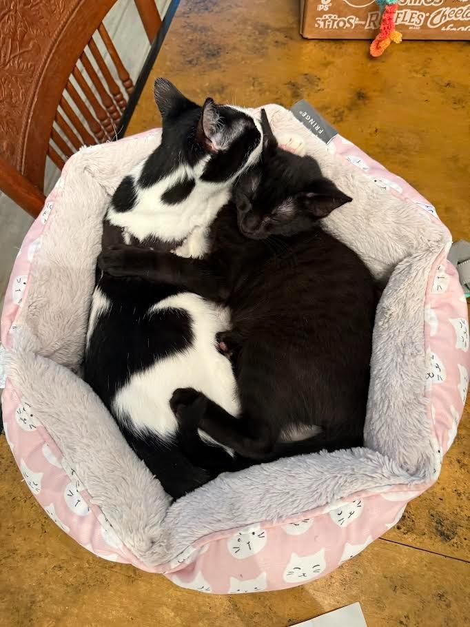 Jinu, a Adoptable mixed breed in New Braunfels, TX image 4/6