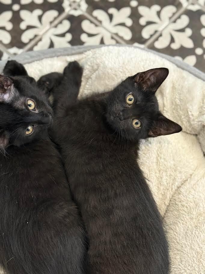 Jinu, a Adoptable mixed breed in New Braunfels, TX image 6/6