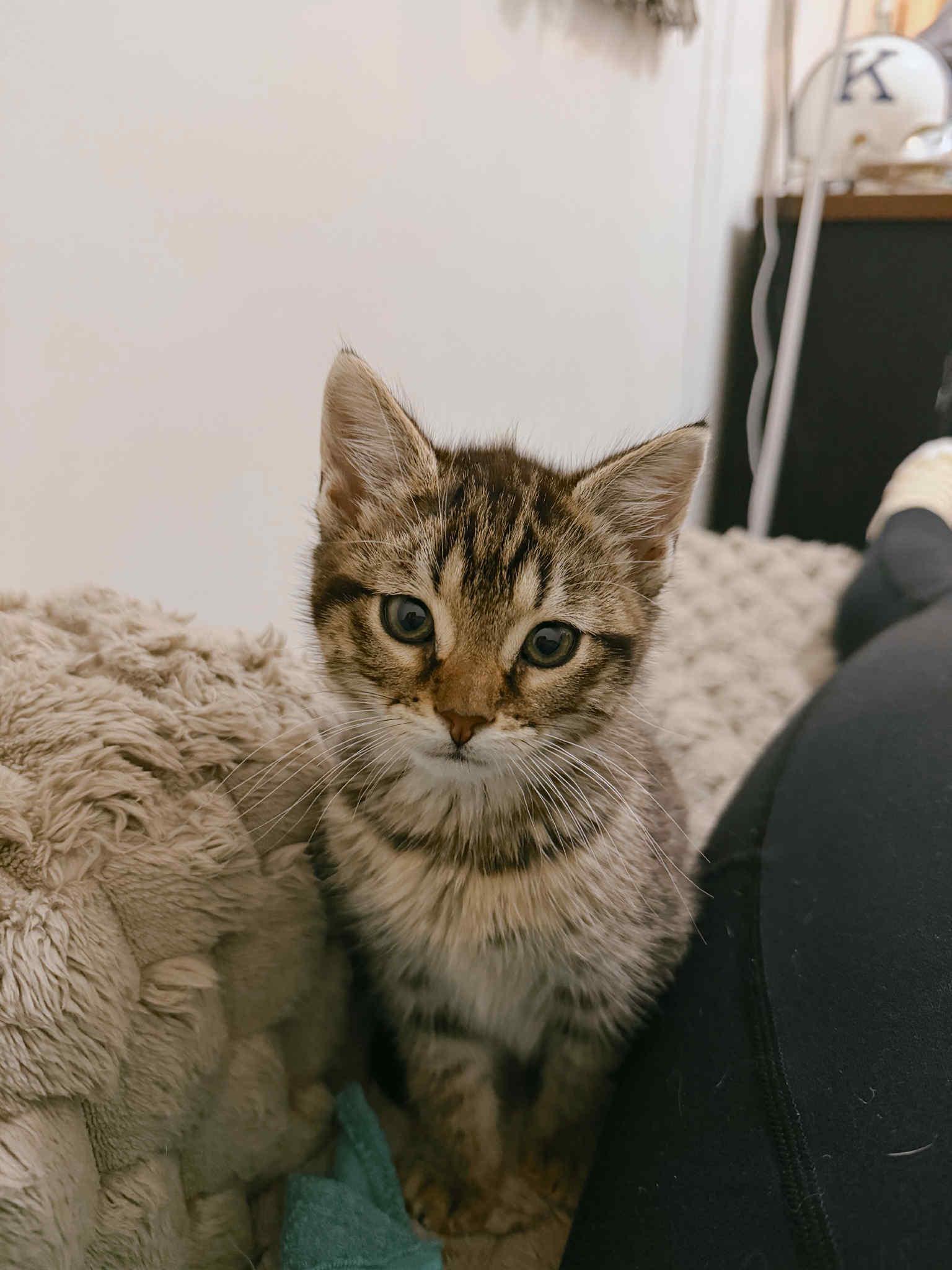 Enlarge Forrest, an adopted Domestic Short Hair in Campbellsville, KY image 1/3