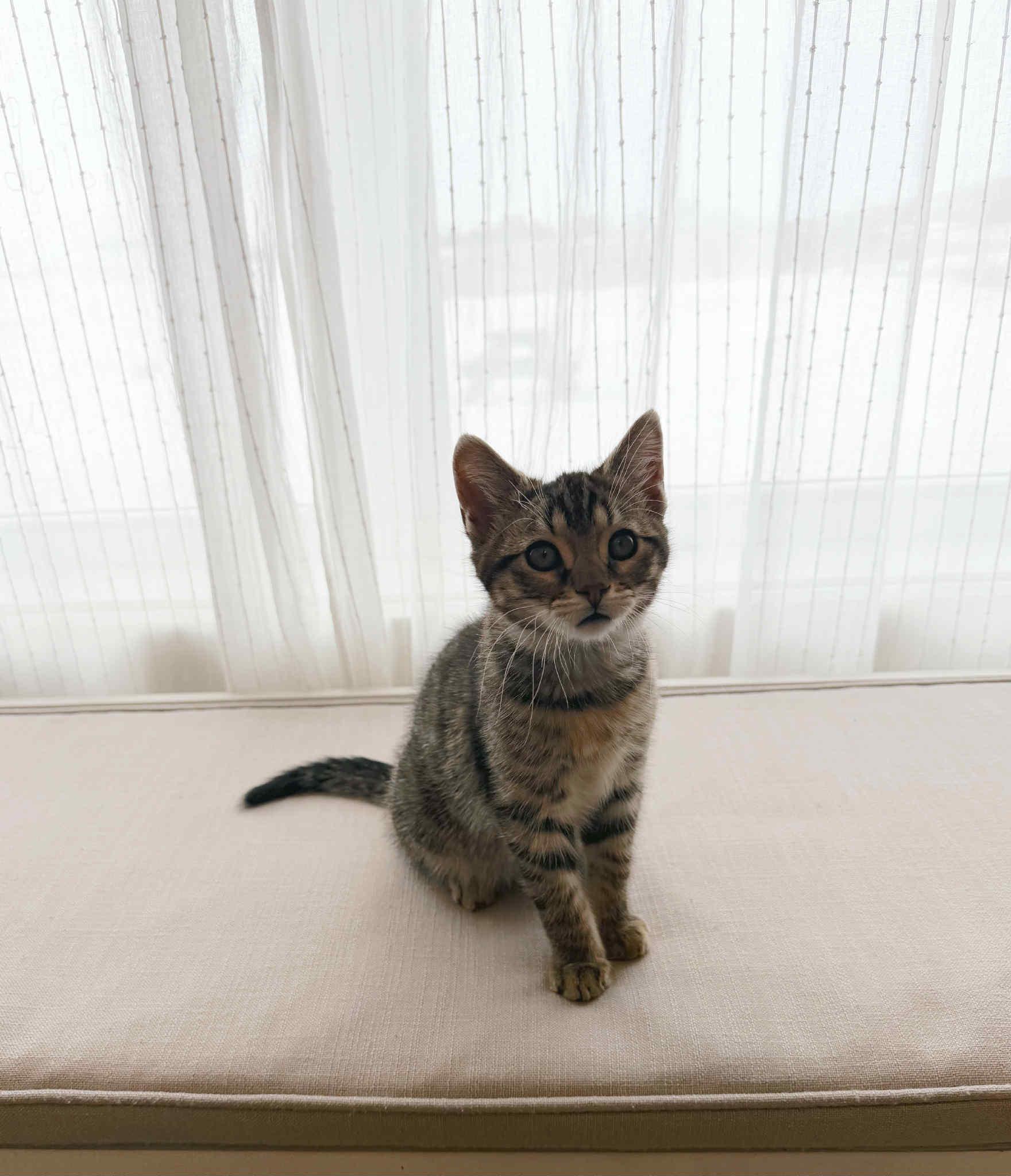 Enlarge Forrest, an adopted Domestic Short Hair in Campbellsville, KY image 3/3