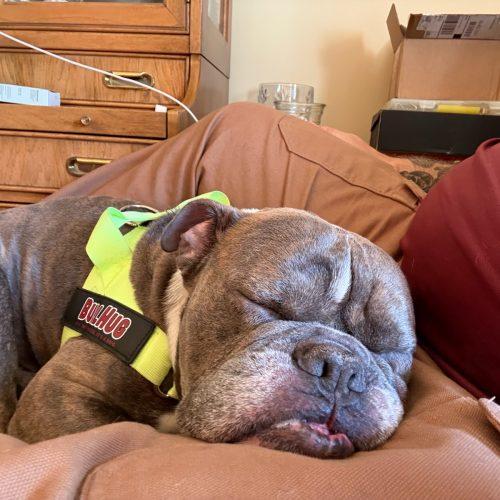 Buddy, Adoptable, Young Male English Bulldog.