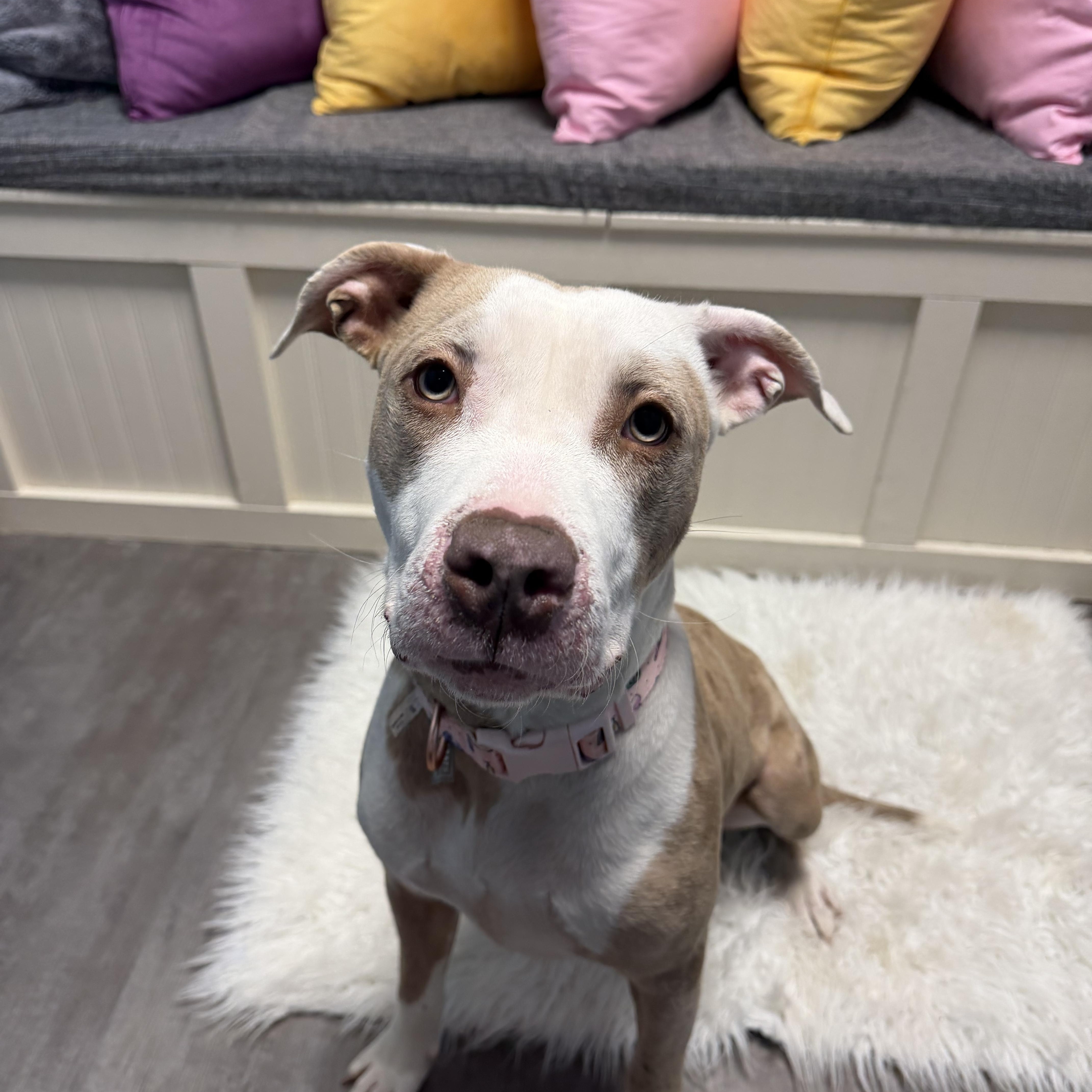 Enlarge Daisy, a ADOPTABLE mixed breed in Cumberland, RI image 2/6