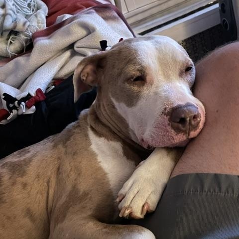 Enlarge Daisy, a ADOPTABLE mixed breed in Cumberland, RI image 5/6