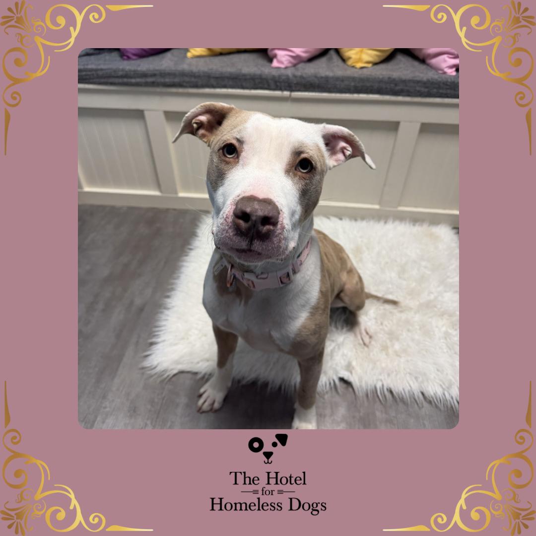 Enlarge Daisy, a ADOPTABLE mixed breed in Cumberland, RI image 1/6