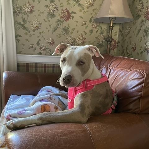 Enlarge Daisy, a ADOPTABLE mixed breed in Cumberland, RI image 4/6