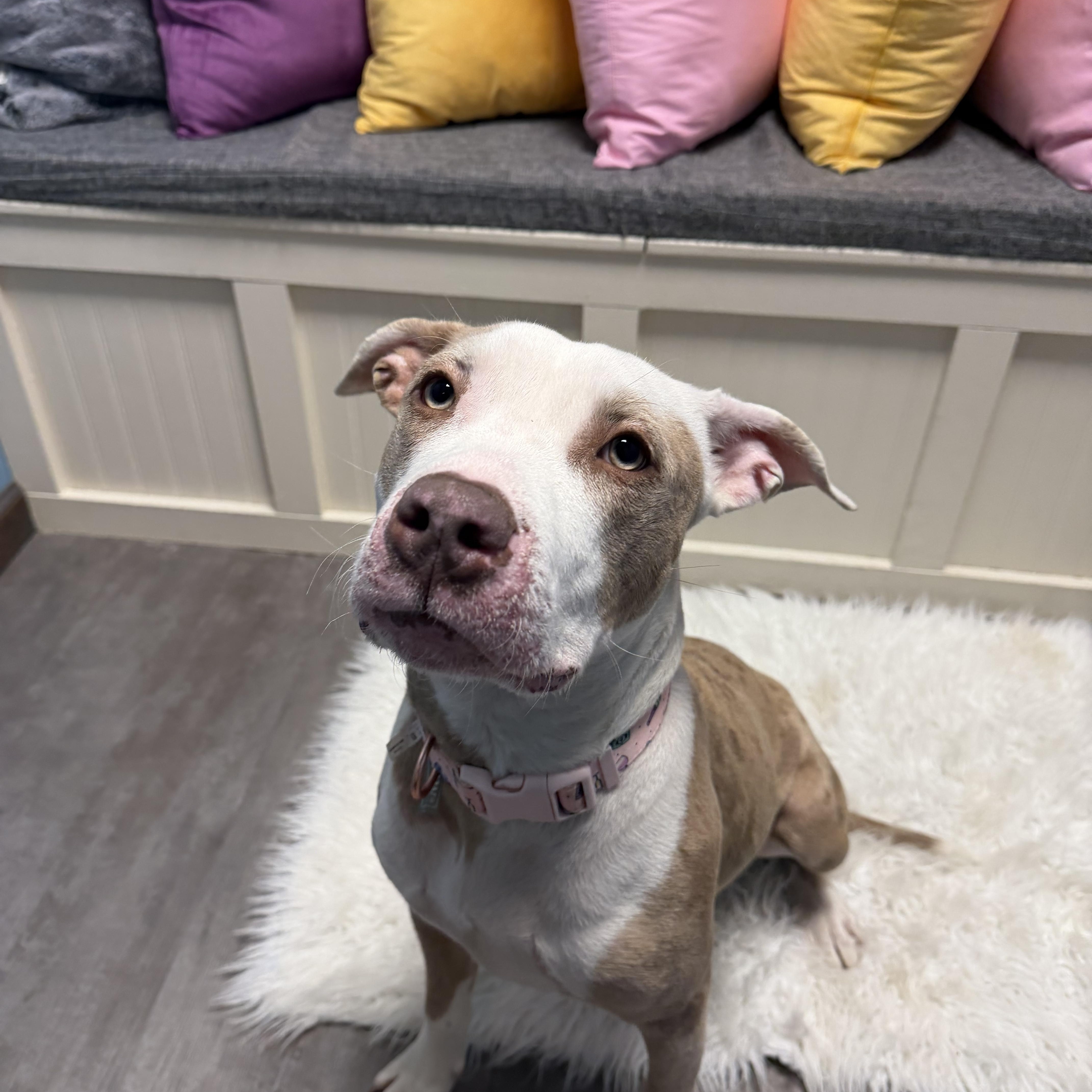Enlarge Daisy, a ADOPTABLE mixed breed in Cumberland, RI image 3/6