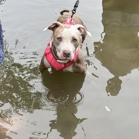 Enlarge Daisy, a ADOPTABLE mixed breed in Cumberland, RI image 6/6