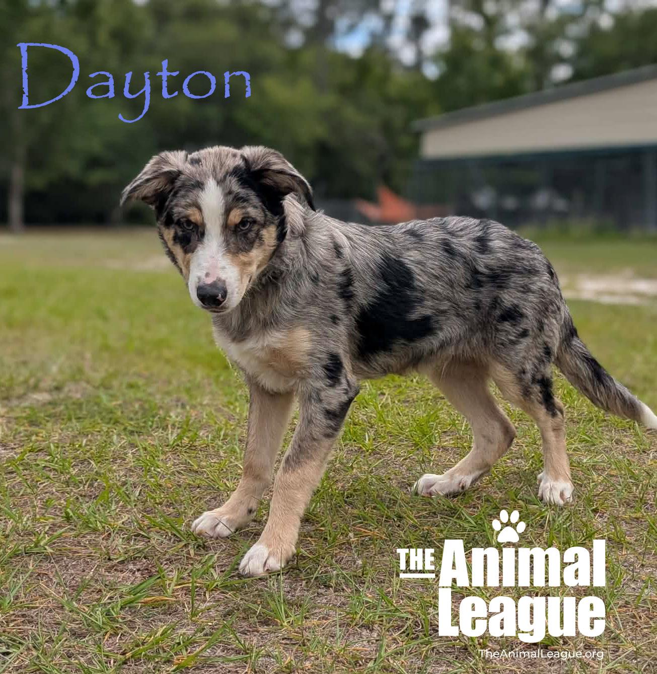 Dayton, Adoptable, Puppy Male Australian Shepherd.