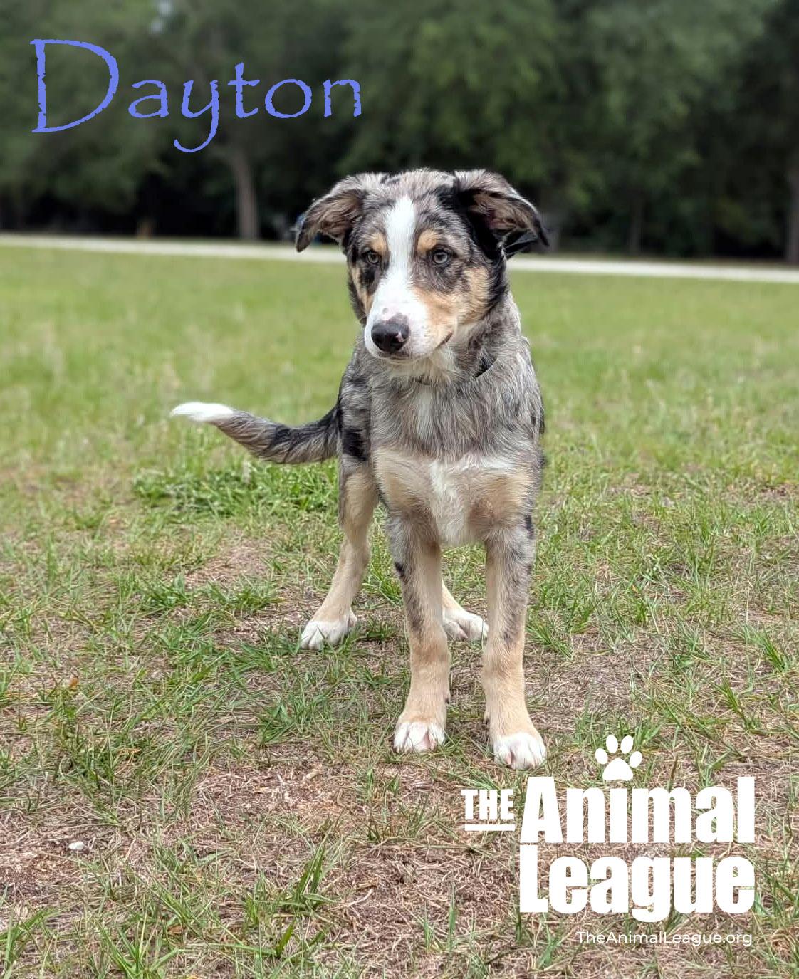 Enlarge Dayton, a Adoptable mixed breed in Groveland, FL image 2/2