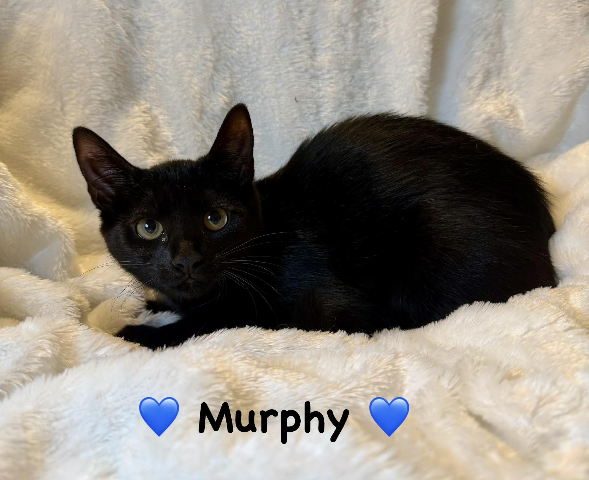 Murphy, ADOPTABLE, Kitten Male Domestic Short Hair.