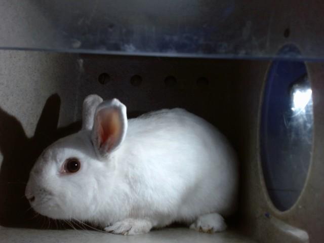 PEPE, Adoptable, Young Male Bunny Rabbit.