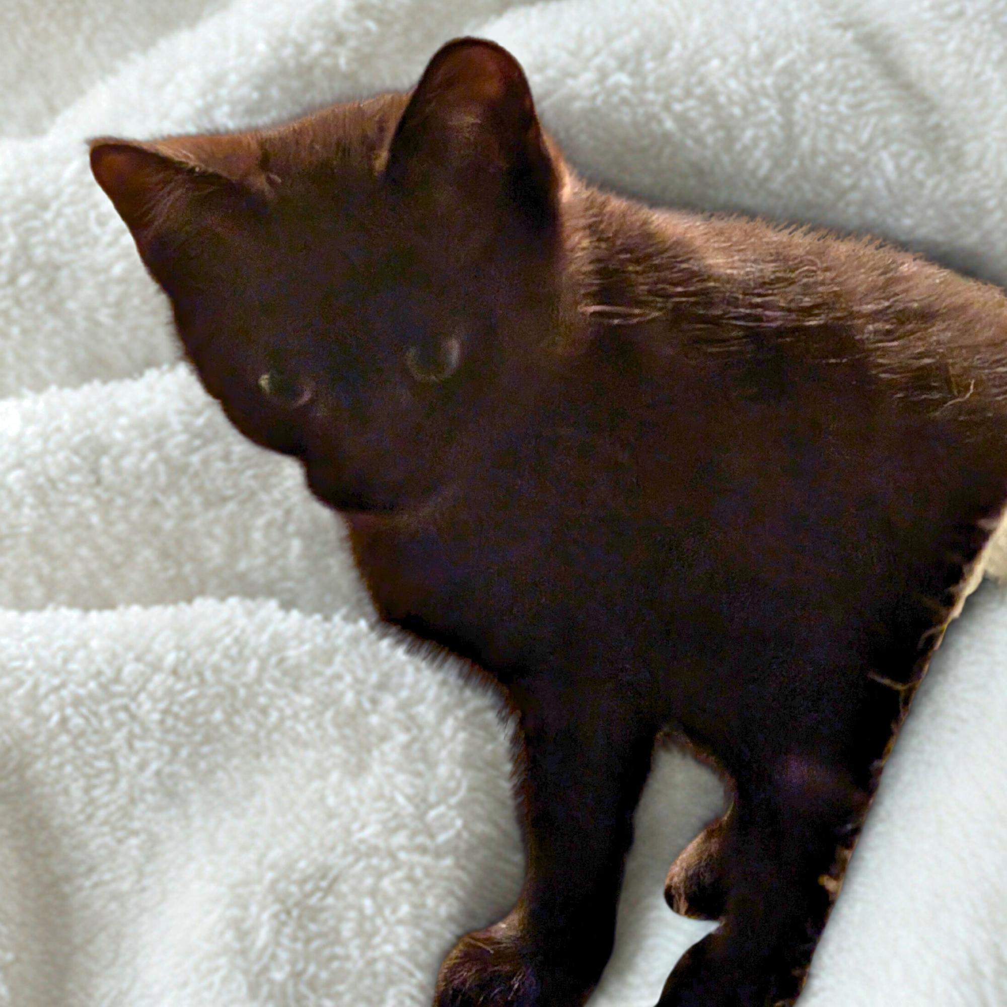 Enlarge Spacely Sprocket, an adopted Domestic Short Hair in Dallas, TX image 1/2