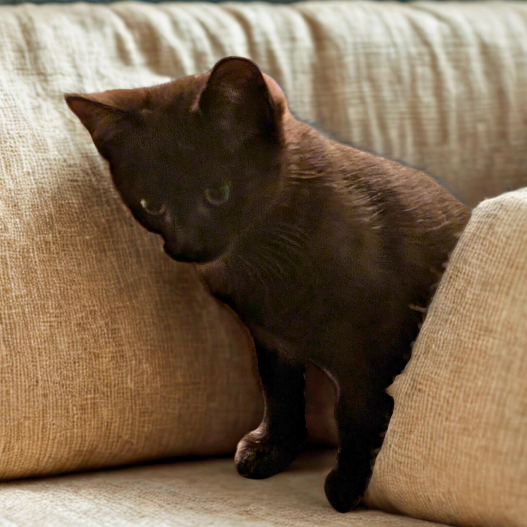 Enlarge Spacely Sprocket, an adopted Domestic Short Hair in Dallas, TX image 2/2